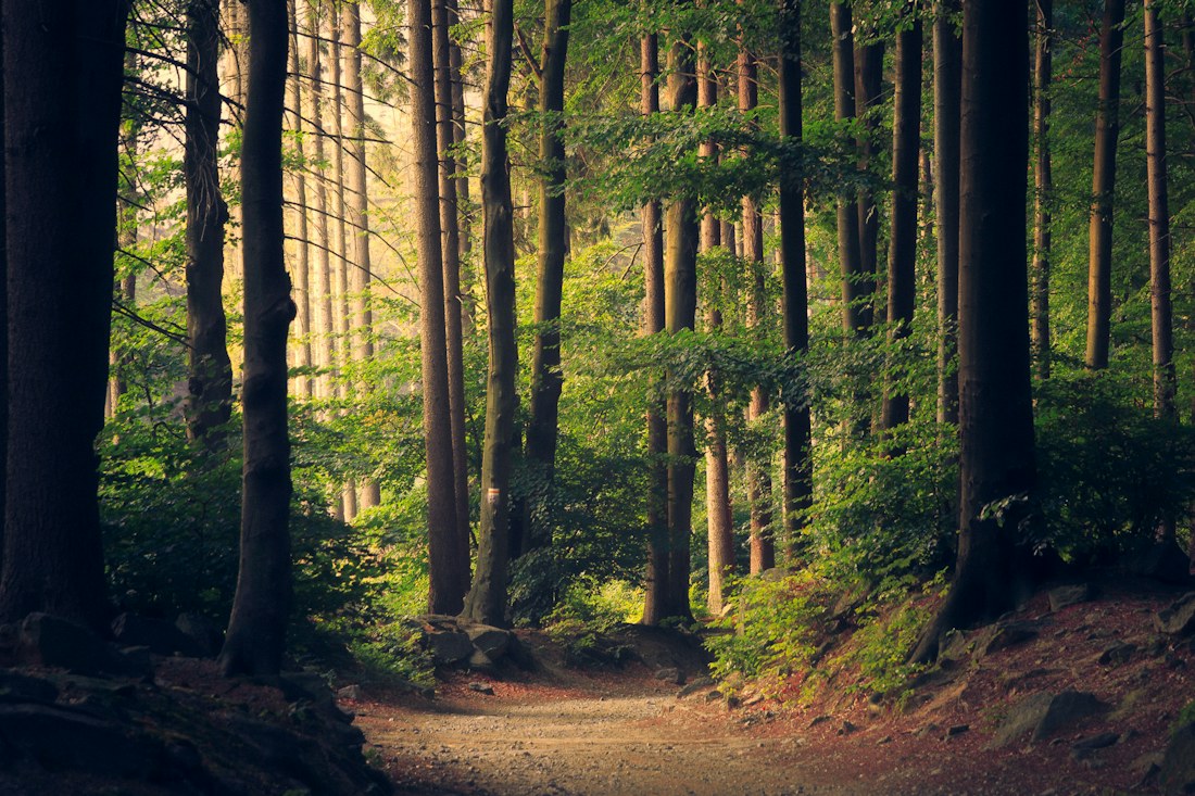 Sunlight illuminating a vibrant forest