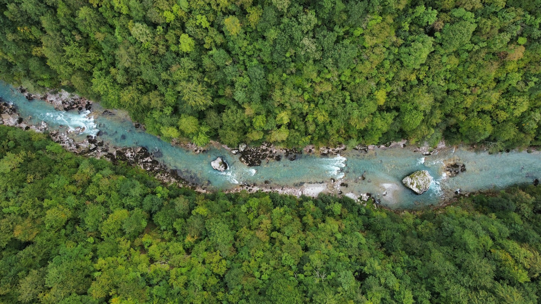 A turquoise river flowing through a lush green forest